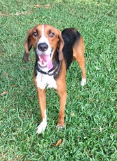 Treeing Walker Coonhound-Unknown Mix Dogs for adoption in Seminole, FL, USA