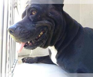 American Staffordshire Terrier Dogs for adoption in Fort Lauderdale, FL, USA