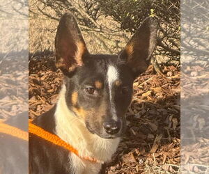 Mutt Dogs for adoption in Canton, CT, USA