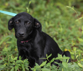 Sheprador Dogs for adoption in Brownsboro, AL, USA