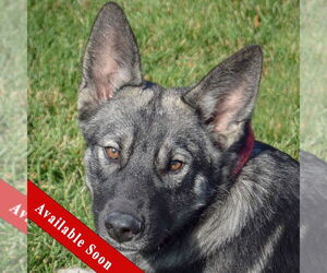 Norwegian Elkhound Dogs for adoption in Huntley, IL, USA