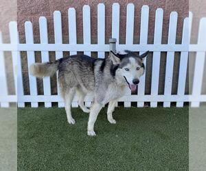 Siberian Husky Dogs for adoption in Modesto, CA, USA