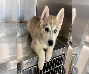 - Mix Dogs for adoption in Norco, CA, USA