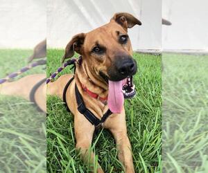 Rhodesian Ridgeback-Unknown Mix Dogs for adoption in Miami, FL, USA