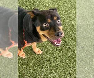 Rottweiler-Unknown Mix Dogs for adoption in Fayetteville, NC, USA