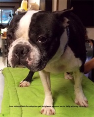 Boston Terrier Dogs for adoption in Akron, OH, USA