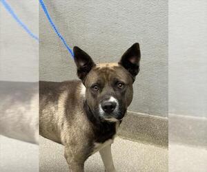 Akita-Unknown Mix Dogs for adoption in Las Vegas, NV, USA
