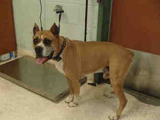 Boxer Dogs for adoption in Rancho Cucamonga, CA, USA