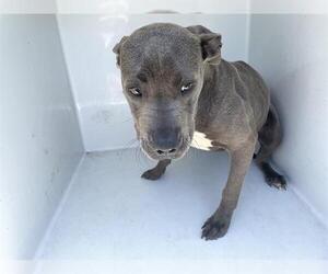 American Pit Bull Terrier Dogs for adoption in Houston, TX, USA
