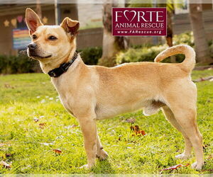 Mutt Dogs for adoption in Marina del Rey, CA, USA
