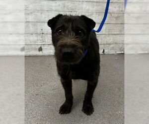 Mutt Dogs for adoption in San Bernardino, CA, USA