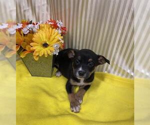 Mutt Dogs for adoption in Modesto, CA, USA