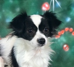 Papillon Dogs for adoption in Garland, TX, USA