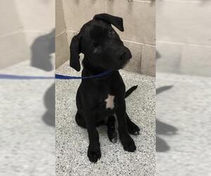 Labrador Retriever Dogs for adoption in Conroe, TX, USA