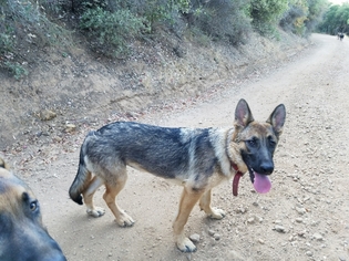 German Shepherd Dog Dogs for adoption in Lakeport, CA, USA