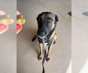 Mutt Dogs for adoption in Imlay City, MI, USA