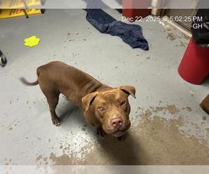 American Pit Bull Terrier Dogs for adoption in Ocala, FL, USA