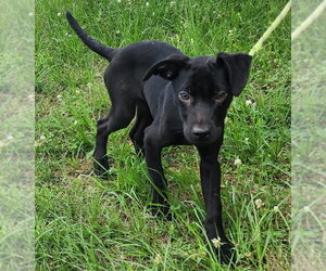 Catahoula Leopard Dog-Labrador Retriever Mix Dogs for adoption in Wetumpka, AL, USA