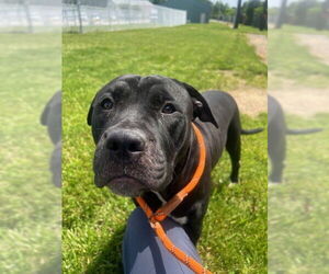 Mastiff-Unknown Mix Dogs for adoption in Louisville, KY, USA