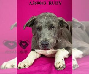 Mutt Dogs for adoption in Stockton, CA, USA