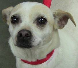 Chihuahua-Unknown Mix Dogs for adoption in Texico, IL, USA