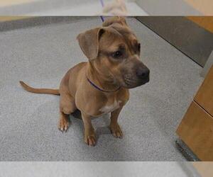 Mutt Dogs for adoption in Orange, CA, USA