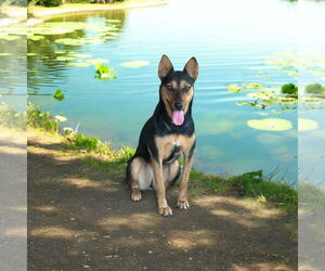 Australian Shepherd Dogs for adoption in Menifee, CA, USA