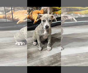 Labrador Retriever-Unknown Mix Dogs for adoption in Royal Palm Beach, FL, USA