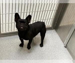French Bulldog Dogs for adoption in Orange, CA, USA