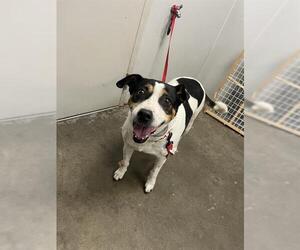 Beagle-Unknown Mix Dogs for adoption in Rosenberg, TX, USA