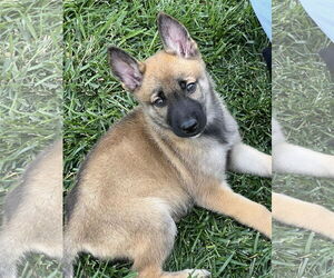 German Shepherd Dog-Unknown Mix Dogs for adoption in Dana Point, CA, USA