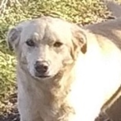 Sheprador Dogs for adoption in Rutledge, TN, USA