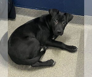 Mutt Dogs for adoption in Sterling, MA, USA