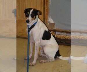 Mutt Dogs for adoption in Chillicothe, OH, USA