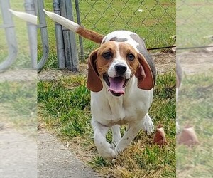 Medium Photo #1 Beagle Puppy For Sale in Boonton, NJ, USA