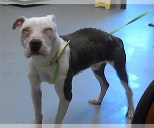 American Pit Bull Terrier Dogs for adoption in Fayetteville, NC, USA