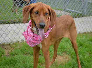 Redbone Coonhound Dogs for adoption in Texas City, TX, USA