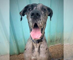 Great Dane Dogs for adoption in Kansas City, MO, USA