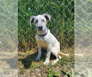 Mutt Dogs for adoption in Lake City, MI, USA