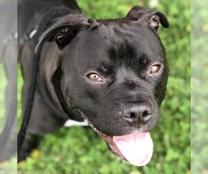 American Staffordshire Terrier Dogs for adoption in St Louis, MO, USA