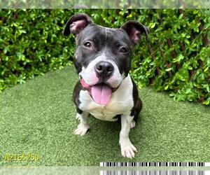American Pit Bull Terrier Dogs for adoption in West Palm Beach, FL, USA