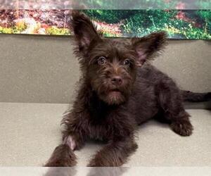 Mutt Dogs for adoption in Moreno Valley, CA, USA