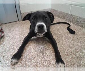 Mutt Dogs for adoption in Pueblo, CO, USA