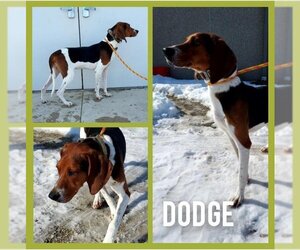 Coonhound Dogs for adoption in Pierceton , IN, USA