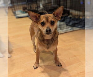 Chihuahua-Unknown Mix Dogs for adoption in Vail, AZ, USA