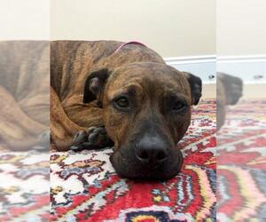 American Staffordshire Terrier-Boxer Mix Dogs for adoption in Lees Summit, MO, USA