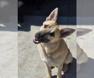 German Shepherd Dog-Unknown Mix Dogs for adoption in Princeton, MN, USA