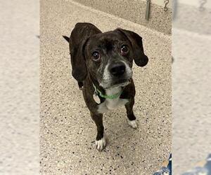 Bogle Dogs for adoption in Brighton, CO, USA