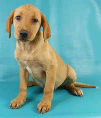 Medium Photo #1 Labrador Retriever-Unknown Mix Puppy For Sale in Morton Grove, IL, USA