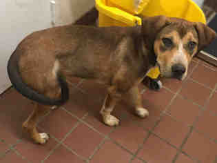 Great Dane-Redbone Coonhound Mix Dogs for adoption in Waynesville, NC, USA